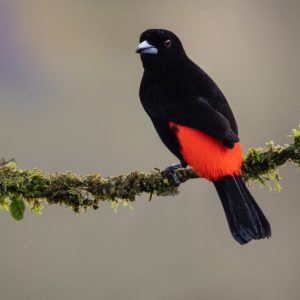 blackbird